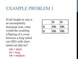 Cell Transport Worksheet Answers and Punnett Square Worksheet Key Image Collections Worksheet F