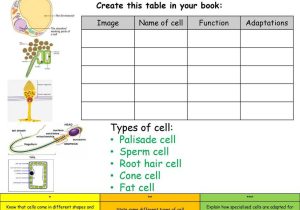 Cell Transport Worksheet Answers as Well as Cells Ppt Video Online