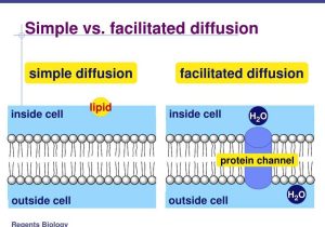 Cell Transport Worksheet Biology Answers and Facilitated Diffusion Allows What Movements to Pin