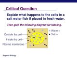 Cell Transport Worksheet Biology Answers as Well as Examples Of Passive and Active Transport Ppt