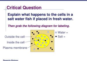 Cell Transport Worksheet Biology Answers as Well as Examples Of Passive and Active Transport Ppt