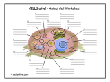 Cells Alive Animal Cell Worksheet Answer Key and Resume 49 Awesome Cells Alive Cell Cycle Worksheet Answers High