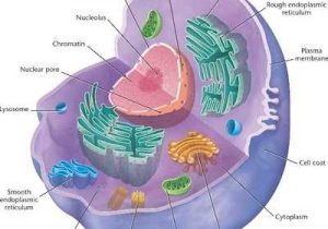 Cells Alive Animal Cell Worksheet Answer Key as Well as 136 Best Biology Images On Pinterest