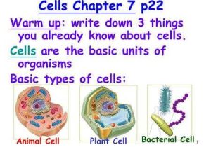 Cells Alive Bacterial Cell Worksheet Answer Key Along with Cells Alive Animal Cell Worksheet Answer Key Inspirational 5th Fifth
