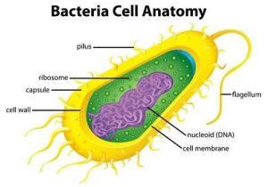 Cells Alive Bacterial Cell Worksheet Answer Key Also 153 Best Homeschool Science Microbiology Images On Pinterest