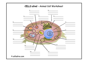 Cells Alive Bacterial Cell Worksheet Answer Key and Lovely Cells Alive Cell Cycle Worksheet Answers Elegant 286 Best