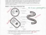 Cells Alive Bacterial Cell Worksheet Answer Key or Prokaryotes and Eukaryotes Questions Pdf Prokaryotic and