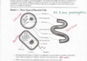 Cells Alive Bacterial Cell Worksheet Answer Key or Prokaryotes and Eukaryotes Questions Pdf Prokaryotic and