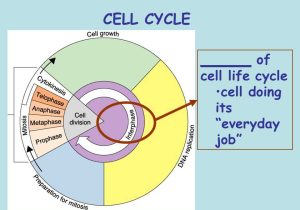 Cells Alive Cell Cycle Worksheet Also Chapter 10 Cell Growth and Regulation and A Ual Reproduction