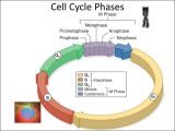 Cells Alive Cell Cycle Worksheet Answer Key or Evolution and the Foundations Of Biology Cells and Genetics