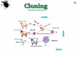 Cells Alive Cell Cycle Worksheet Answer Key or Skin Cell Diagram Awesome Cloning Technique Produces Human S