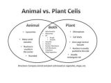 Cells Alive Cell Cycle Worksheet Answer Key together with Cells Chapter 7 Cell theory Prokaryote Vs Eukaryote Cells