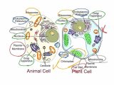 Cells Alive Cell Cycle Worksheet Answer Key with 48 New Image Plant Cell Diagram 5th Grade Diagram Inspirat