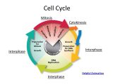 Cells Alive Cell Cycle Worksheet as Well as Resume 49 Awesome Cells Alive Cell Cycle Worksheet Answers High