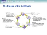 Cells Alive Cell Cycle Worksheet together with Cell Cycle Worksheet Answer Key Gallery Worksheet Math for Kids