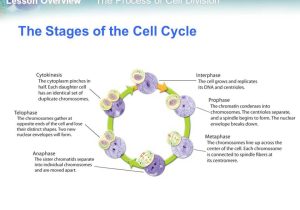 Cells Alive Cell Cycle Worksheet together with Cell Cycle Worksheet Answer Key Gallery Worksheet Math for Kids