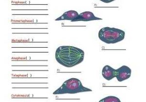 Cells Alive Cell Cycle Worksheet with Worksheets 47 New Mitosis Worksheet Full Hd Wallpaper Graphs