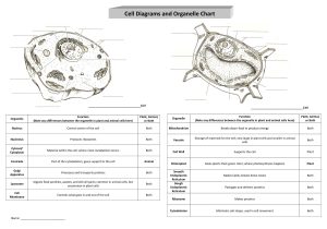 Cells and organelles Worksheet or organelles Diagram Unique Label Cell organelles Worksheet Worksheet