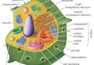 Cells and organelles Worksheet together with Plant Cell Drawing at Getdrawings