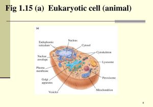 Cells and their organelles Worksheet Along with Mitochondria Structure and Function Video and Lesson Auteh