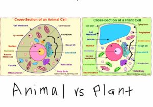 Cells and their organelles Worksheet Also Simple Animal Cell Diagram Best What is An Animal Cell Fa