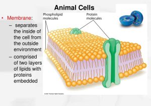 Cells and their organelles Worksheet and Animal Nerve Cell Slide Bing Images