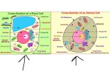 Cells and their organelles Worksheet or Animal Vs Plant Cell Diagram Anatomy Diagram Chart