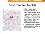 Cells and their organelles Worksheet together with Embed Of the Morphology Of Blood Cells