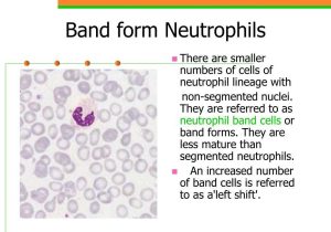 Cells and their organelles Worksheet together with Embed Of the Morphology Of Blood Cells
