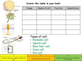 Cells and their organelles Worksheet with Cells Ppt Video Online