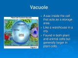 Cells and their organelles Worksheet with organelles and their Functions Ppt