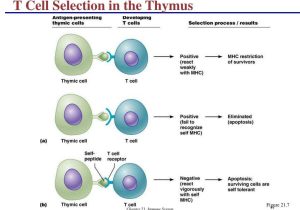 Cells Of the Immune System Student Worksheet Also T Cells In the Immune System Bing Images