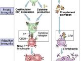 Cells Of the Immune System Student Worksheet Answers and 22 Awesome Stock Cells the Immune System Student Worksheet