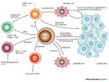 Cells Of the Immune System Student Worksheet Answers and 32 Best Cancer Images On Pinterest