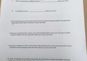 Cells Of the Immune System Student Worksheet Answers and Biology Archive February 01 2018