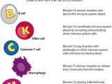 Cells Of the Immune System Student Worksheet Answers together with 75 Best Types Of Cells Images On Pinterest