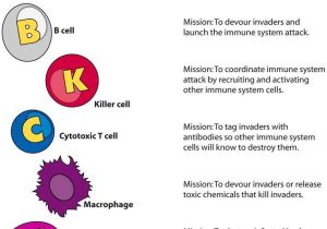 Cells Of the Immune System Student Worksheet Answers together with 75 Best Types Of Cells Images On Pinterest