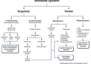 Cells Of the Immune System Student Worksheet Answers with 66 Best Microbiology Images On Pinterest