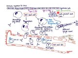 Cells Of the Immune System Student Worksheet together with Brandlampaposs Basics Innate Immune Response to Virus