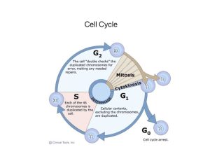 Cells Of the Immune System Student Worksheet together with Cell Cycle Science Humanbody Biology Showme
