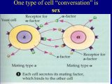 Cells Of the Immune System Student Worksheet with Embed Of Cell Munication