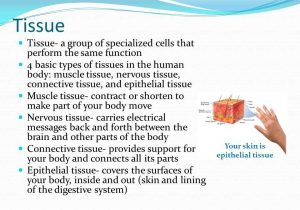 Cells Tissues organs organ Systems Worksheet and Sections 1 and 4 Levels Of organization Human Body Consists Of