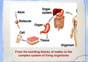 Cells Tissues organs organ Systems Worksheet and the Amazing Creation Of Life Cells Tissues organs organ