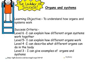 Cells Tissues organs organ Systems Worksheet as Well as 33 New Cells Tissues organs organ Systems Worksheet