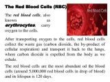 Cells Tissues organs organ Systems Worksheet or 15 Luxury Cells Tissues organs organ Systems Worksheet
