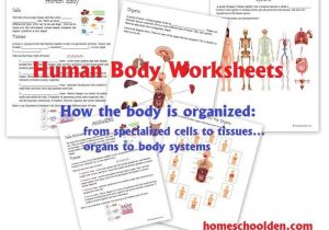 Cells Tissues organs organ Systems Worksheet or 76 Best Homeschool Den Science Images On Pinterest