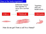 Cells Tissues organs organ Systems Worksheet together with Cells organs & Tissues Lessons Ppt Video Online