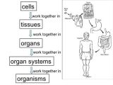 Cells Tissues organs organ Systems Worksheet with 33 New Cells Tissues organs organ Systems Worksheet