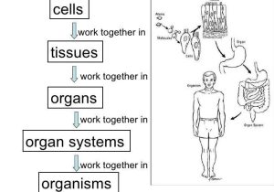 Cells Tissues organs organ Systems Worksheet with 33 New Cells Tissues organs organ Systems Worksheet