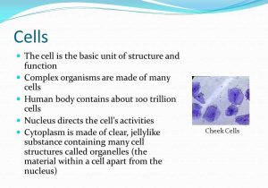 Cells Tissues organs organ Systems Worksheet with Sections 1 and 4 Levels Of organization Human Body Consists Of